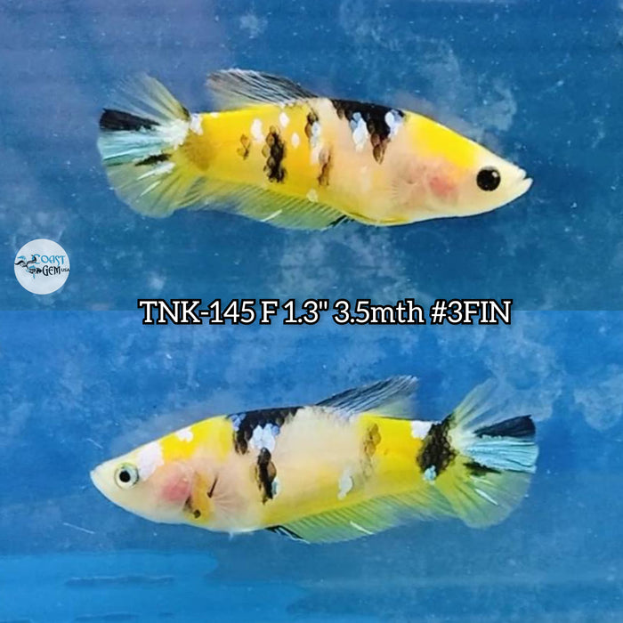 Live Female Betta Yellow Galaxy Koi Plakat S282 (TNK-145) High quality what you see what you get!