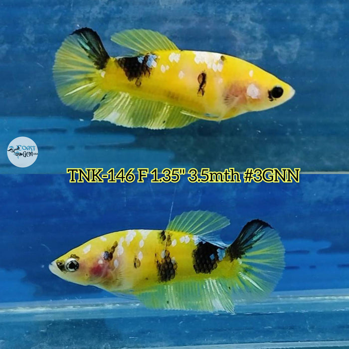 Live Female Betta Yellow Galaxy Koi Plakat S353 (TNK-146) High quality what you see what you get!