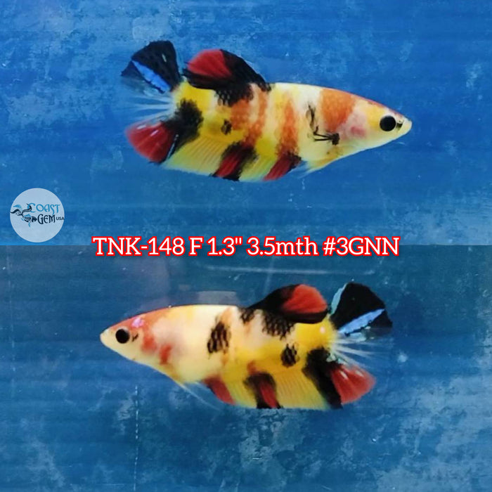 Live Female Betta Nemo Koi Plakat S136 (TNK-148) High quality what you see what you get!