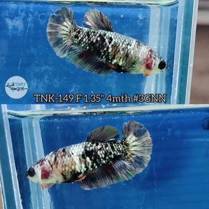 Live Female Betta Black Galaxy Stardust Plakat S255 (TNK-149) High quality what you see what you get!