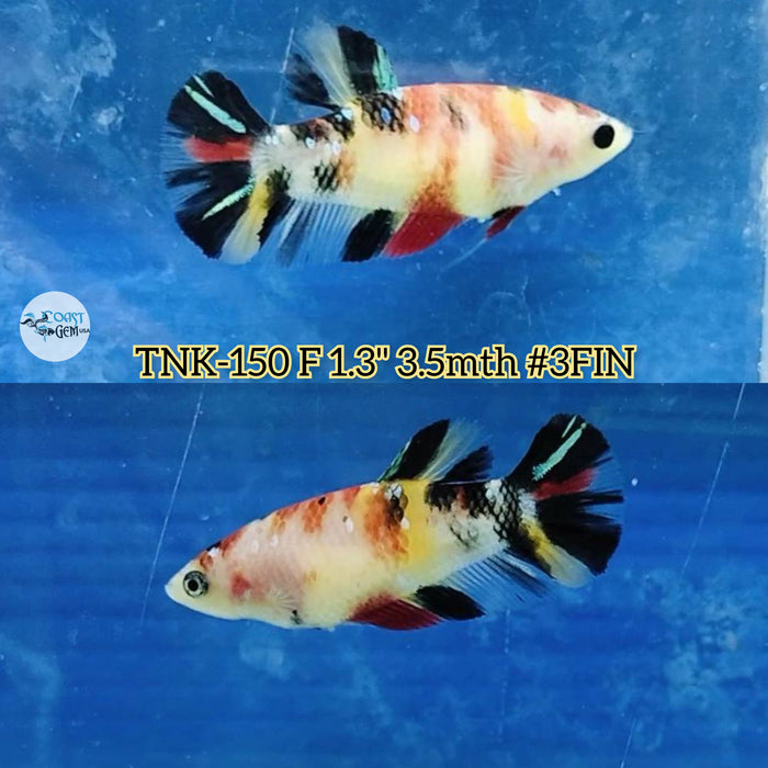 Live Female Betta Classic Koi Plakat S254 (TNK-150) High quality what you see what you get!