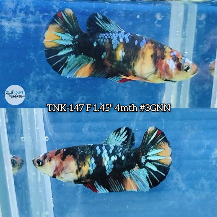 Live Female Betta Black Galaxy Koi Avatar Plakat S071 (TNK-147) High quality what you see what you get!