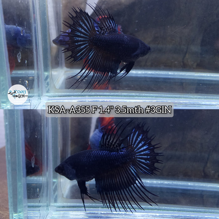 Live Female Betta Black Orchid Crowntail (KSA-A355) High quality what you see what you get!