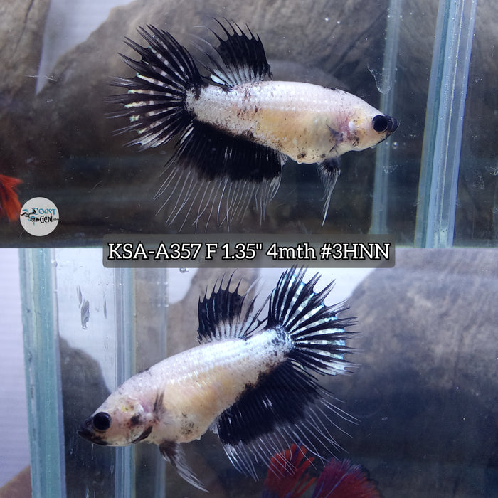 Live Female Betta Black Panda Crowntail (KSA-A357) High quality what you see what you get!