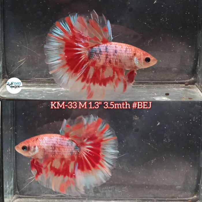 Live Male Betta Red marble Halfmoon (KM-33) High Quality what you see what you get!!