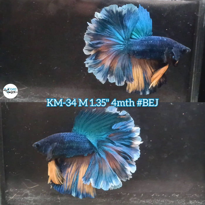 Live Male Betta Blue mustard Halfmoon Rosetail (KM-34) High Quality what you see what you get!!