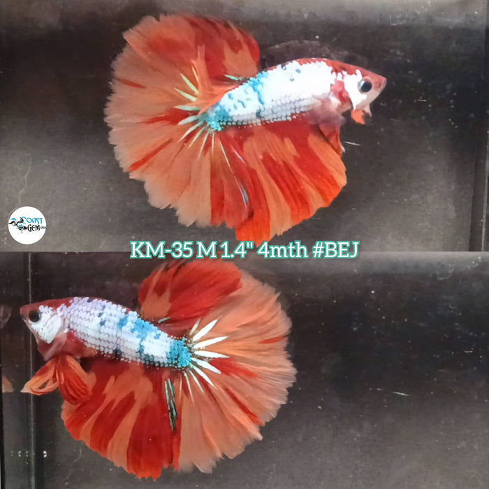 Live Male Betta Orange Nemo Halfmoon Rosetail (KM-35) High Quality what you see what you get!!