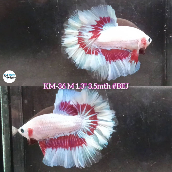 Live Male Betta Pink Tone Butterfly Halfmoon Rosetail (KM-36) High Quality what you see what you get!!