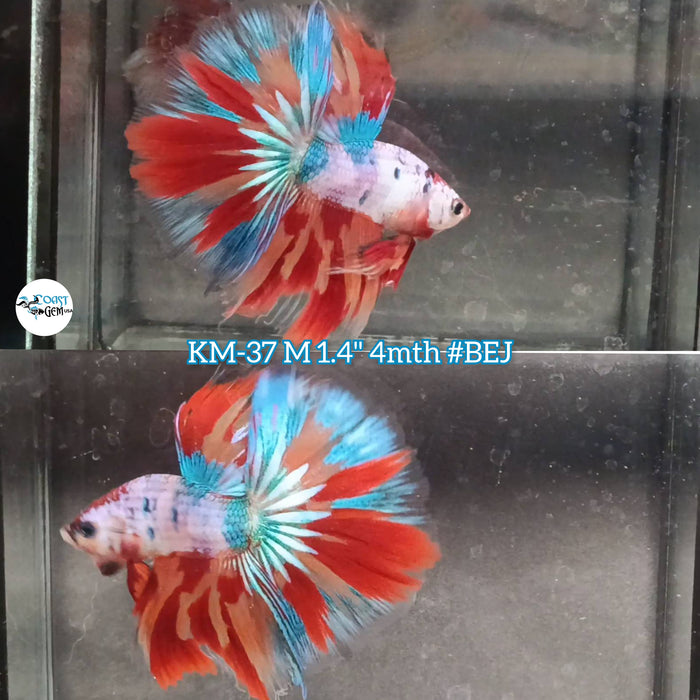 Live Male Betta Nemo Metallic Halfmoon (KM-37) High Quality what you see what you get!!