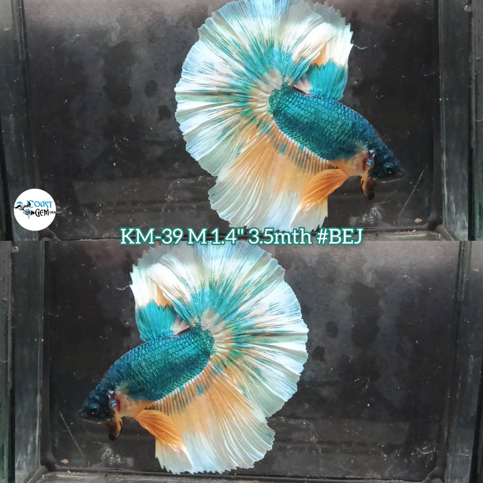 Live Male Betta Green Yellow Mustard Halfmoon (KM-39) High Quality what you see what you get!!