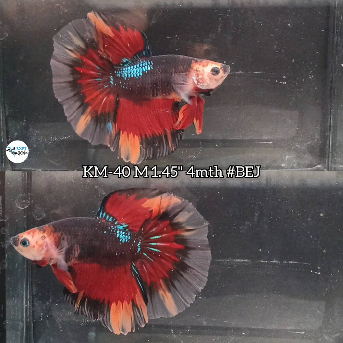 Live Male Betta Black Koi Halfmoon (KM-40) High Quality what you see what you get!!