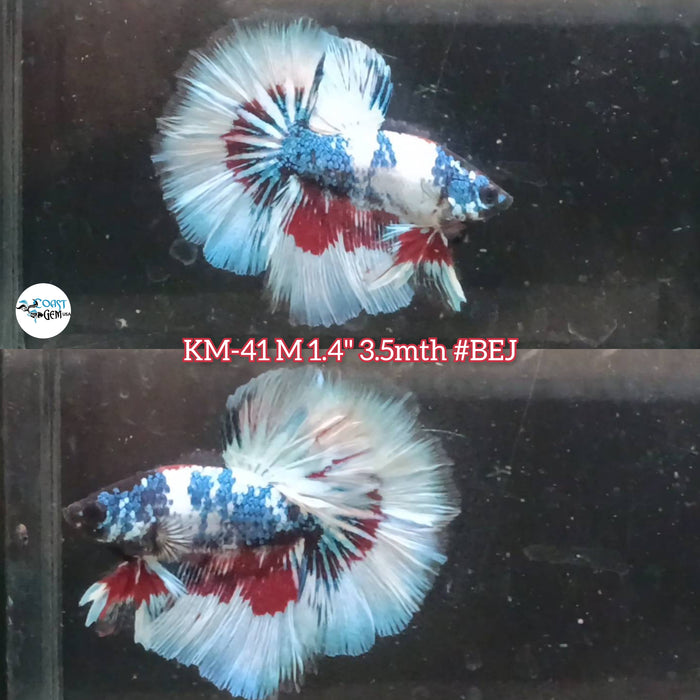 Live Male Betta Fancy marble Halfmoon (KM-41) High Quality what you see what you get!!