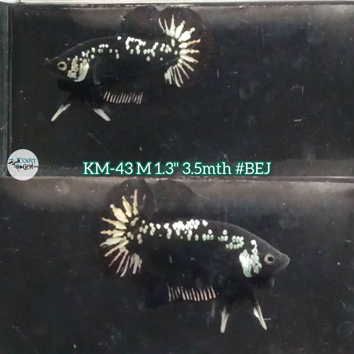 Live Male Betta Black Samurai Plakat (KM-43) High Quality what you see what you get!!