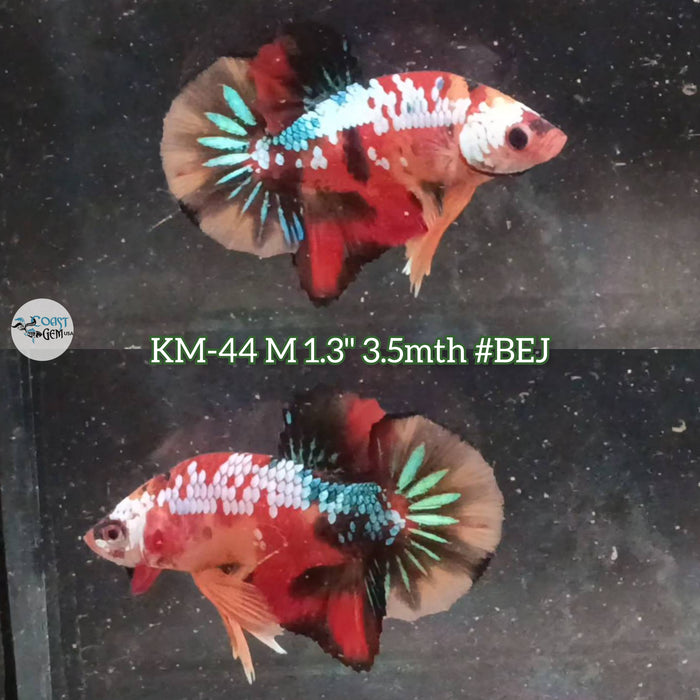 Live Male Betta Red Black Koi Galaxy Plakat (KM-44) High Quality what you see what you get!!