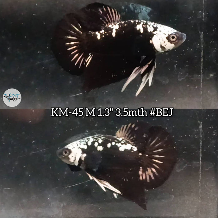 Live Male Betta Black Samurai Plakat (KM-45) High Quality what you see what you get!!