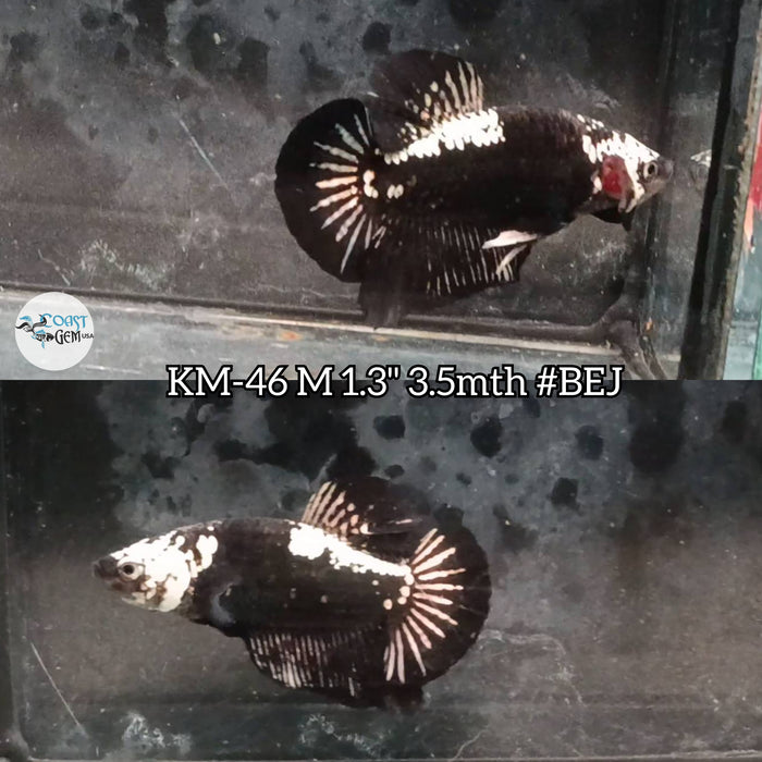 Live Male Betta Black Samurai Plakat (KM-46) S054 High Quality what you see what you get!!