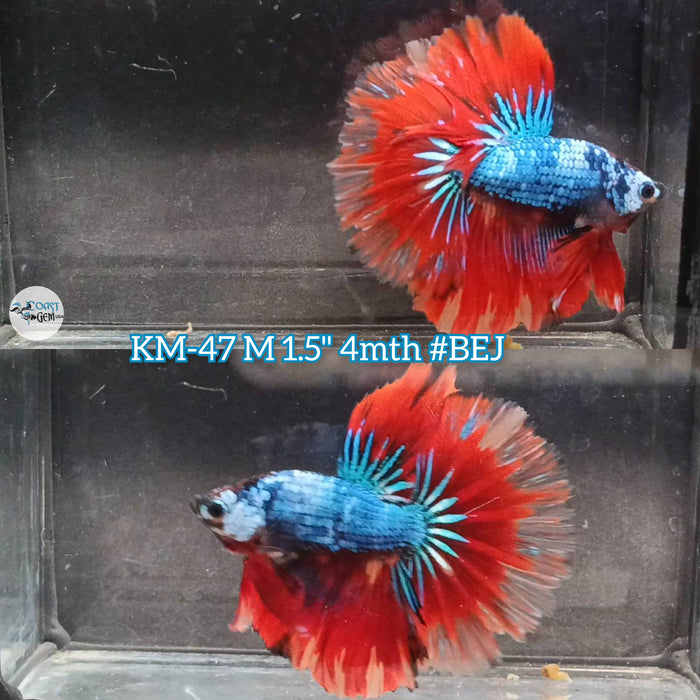 Live Male Betta Fancy marble Halfmoon (KM-47) High Quality what you see what you get!!