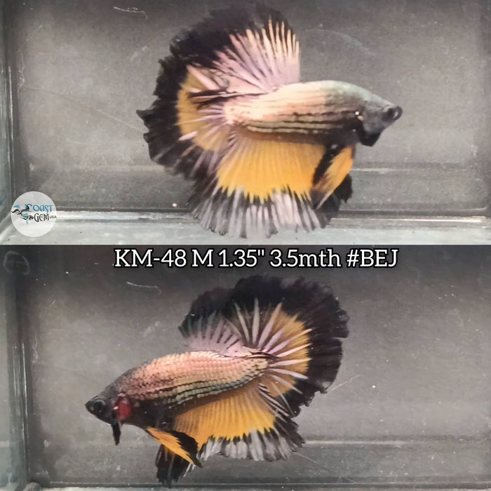 Live Male Betta Copper Yellow mustard Halfmoon (KM-48) High Quality what you see what you get!!