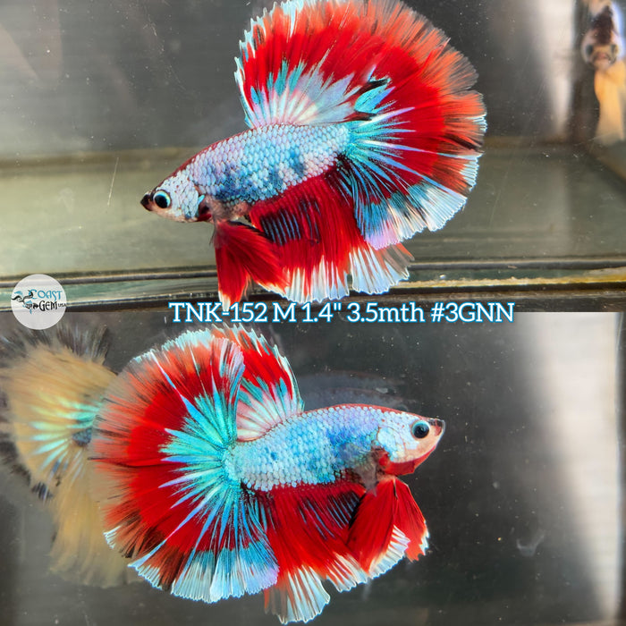 Live Male Betta Fancy marble Halfmoon (TNK-152) High quality what you see what you get!!