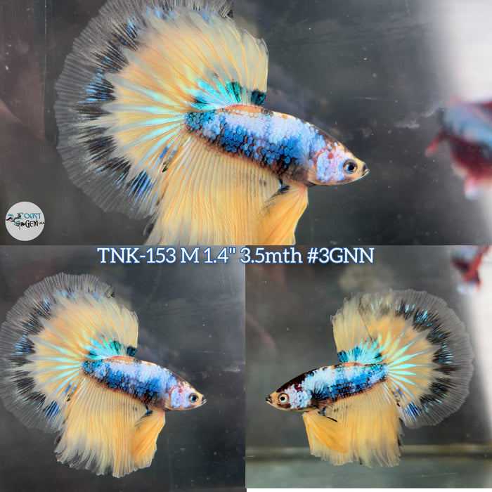 Live Male Betta Fancy Yellow Halfmoon (TNK-153) High quality what you see what you get!!