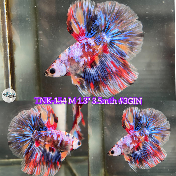 Live Male Betta Multicolors Metallic Halfmoon (TNK-154) High quality what you see what you get!!