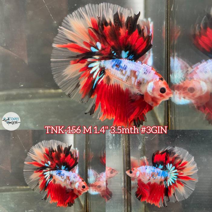 Live Male Betta Fancy Red koi Halfmoon (TNK-156) High quality what you see what you get!!