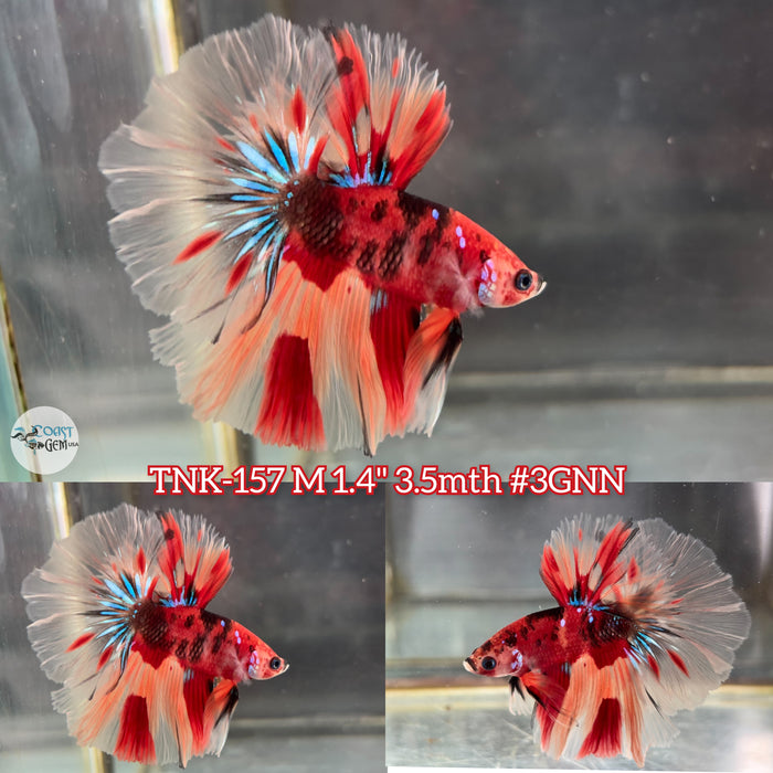 Live Male Betta Red Nemo koi Halfmoon (TNK-157) High quality what you see what you get!!