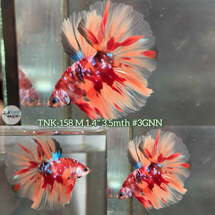 Live Male Betta Nemo Galaxy Halfmoon (TNK-158) High quality what you see what you get!!