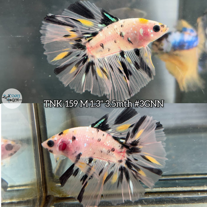 Live Male Betta Yellow Koi Doubletail Halfmoon (TNK-159) High quality what you see what you get!!