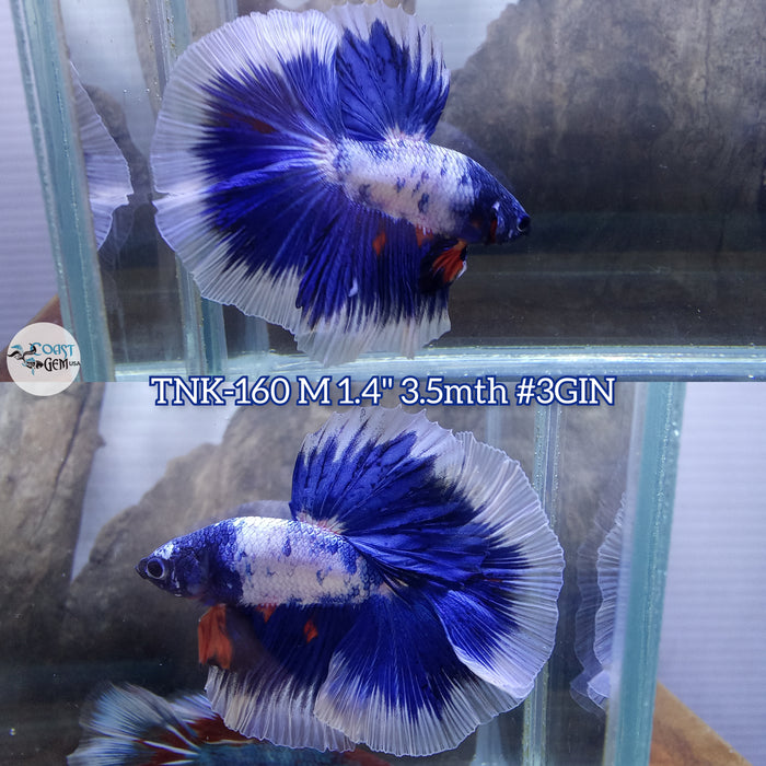 Live Male Betta Fancy Blue marble Halfmoon (TNK-160) High quality what you see what you get!!