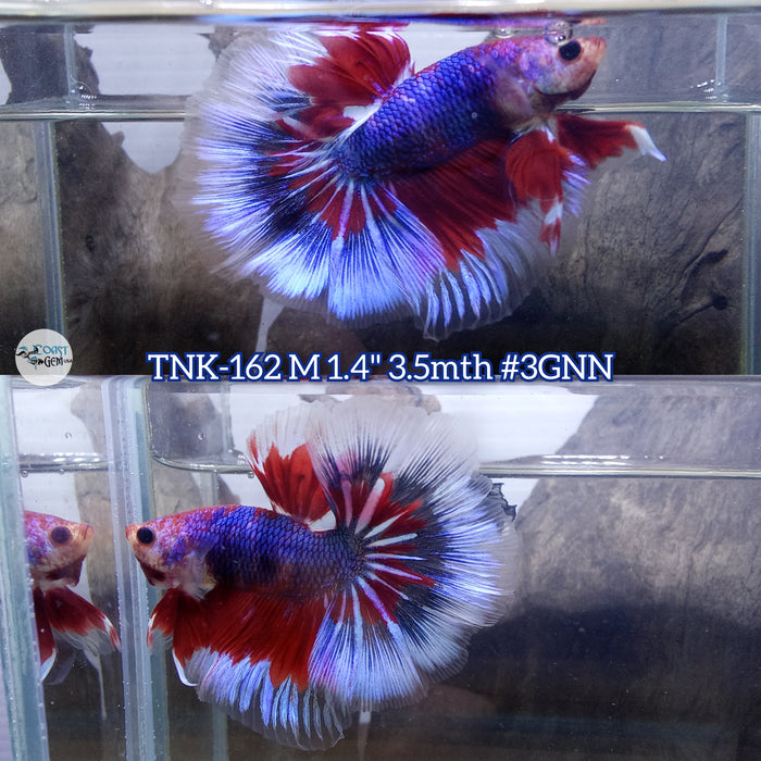 Live Male Betta Fancy Red Koi Over Halfmoon (TNK-162) High quality what you see what you get!!