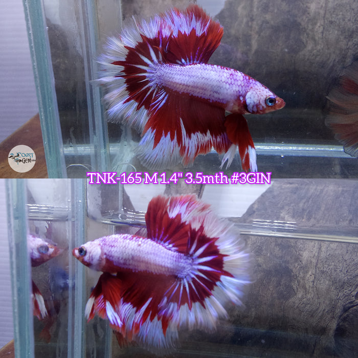 Live Male Betta Pink Tone Fancy Dragon Halfmoon Rosetail (TNK-165) High quality what you see what you get!!