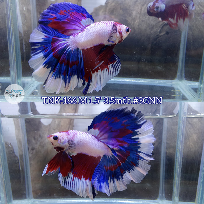 Live Male Betta Fancy Koi Halfmoon Rosetail (TNK-166) High quality what you see what you get!!