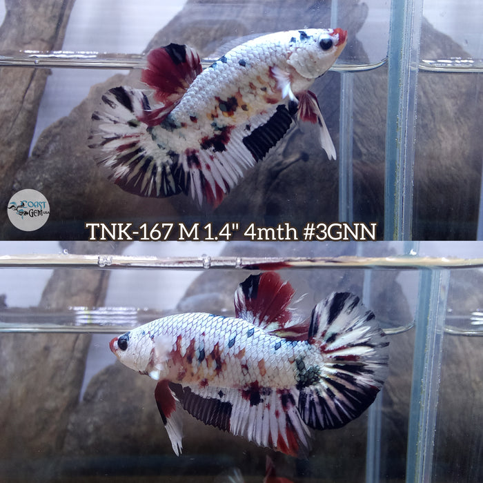 Live Male Betta Copper Koi Metallic Plakat (TNK-167) High quality what you see what you get!!