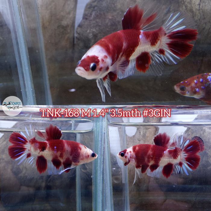 Live Male Betta Classic Red Koi Plakat (TNK-168) S135  High quality what you see what you get!!