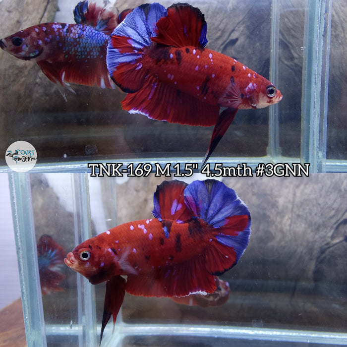 Live Male Betta Red Koi Galaxy Plakat (TNK-169) High quality what you see what you get!!