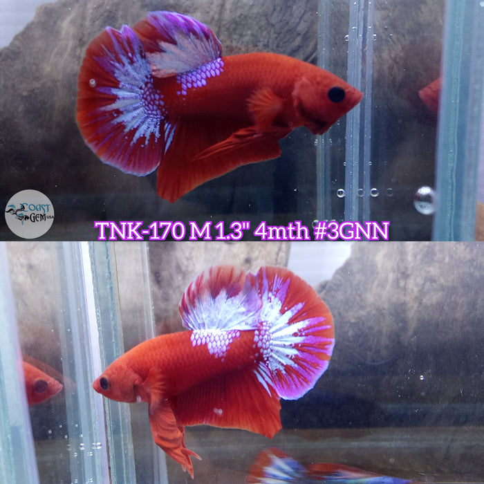 Live Male Betta Red Hellboy Plakat (TNK-170) High quality what you see what you get!!