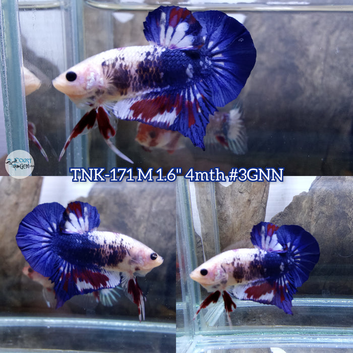 Live Male Betta Fancy marble Plakat (TNK-171) S072 High quality what you see what you get!!