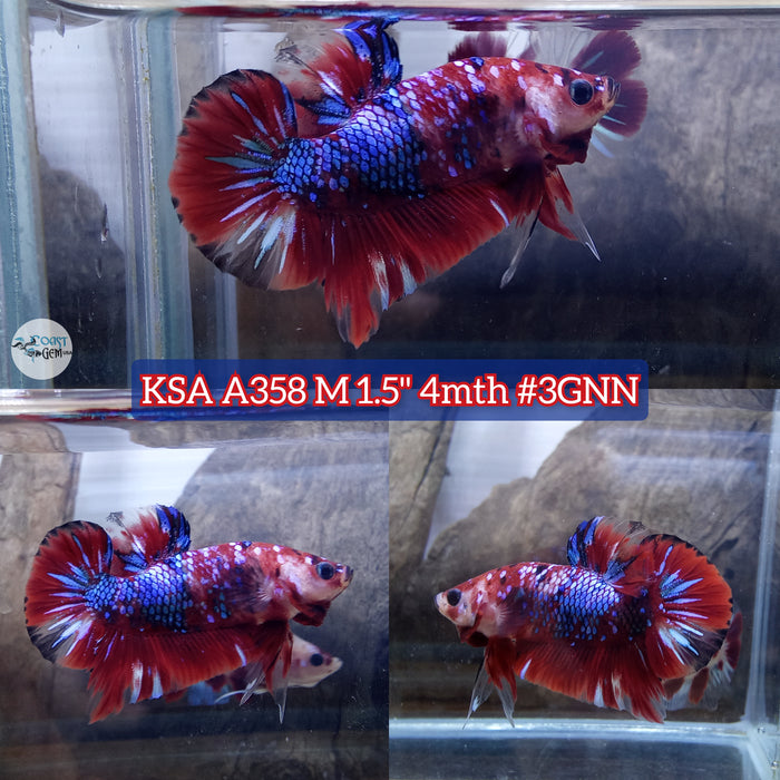 Live Male Betta Red Koi Galaxy Plakat (KSA-A358) High quality what you see what you get!!