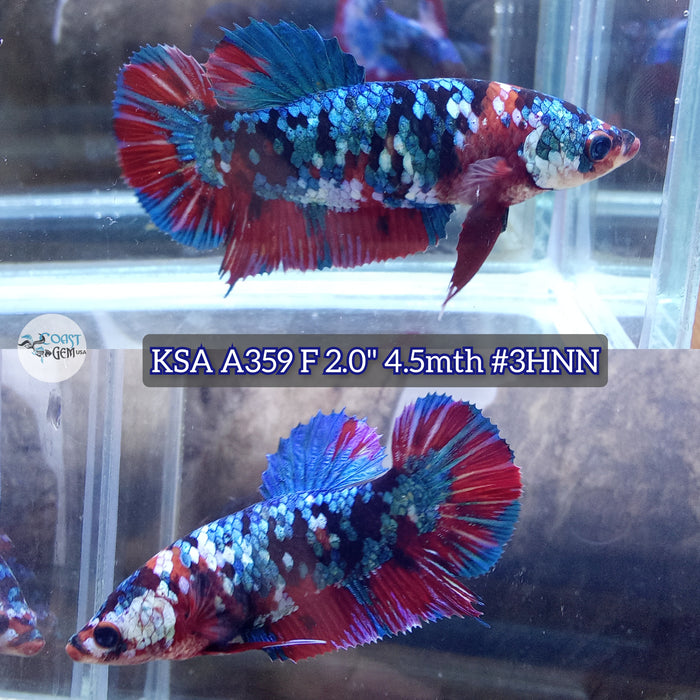 Live Female Betta Black Galaxy Koi Giants Plakat (KSA-A359) High quality what you see what you get!!