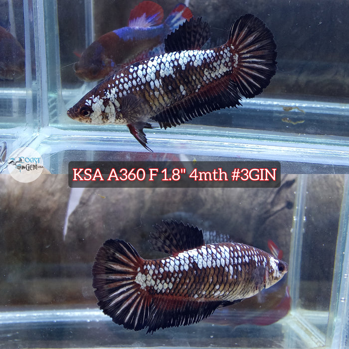 Live Female Betta Black Samurai Giants Plakat (KSA-A360) High quality what you see what you get!!