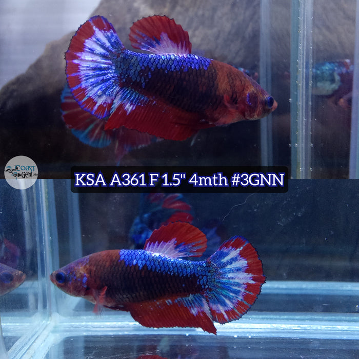 Live Female Betta Fancy Red Flag Plakat (KSA-A361) High quality what you see what you get!!