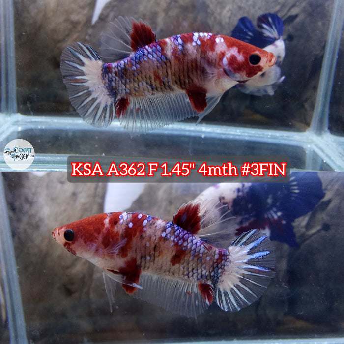 Live Female Betta Red Koi Galaxy Plakat (KSA-A362) High quality what you see what you get!!