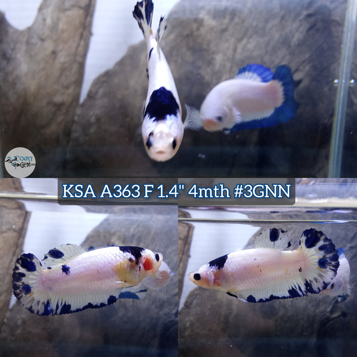 Live Female Betta Blue Marble Plakat (KSA-A363) High quality what you see what you get!!