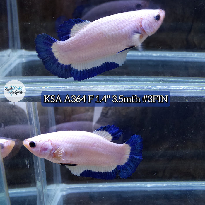 Live Female Betta Blue rim Marble Plakat (KSA-A364) High quality what you see what you get!!