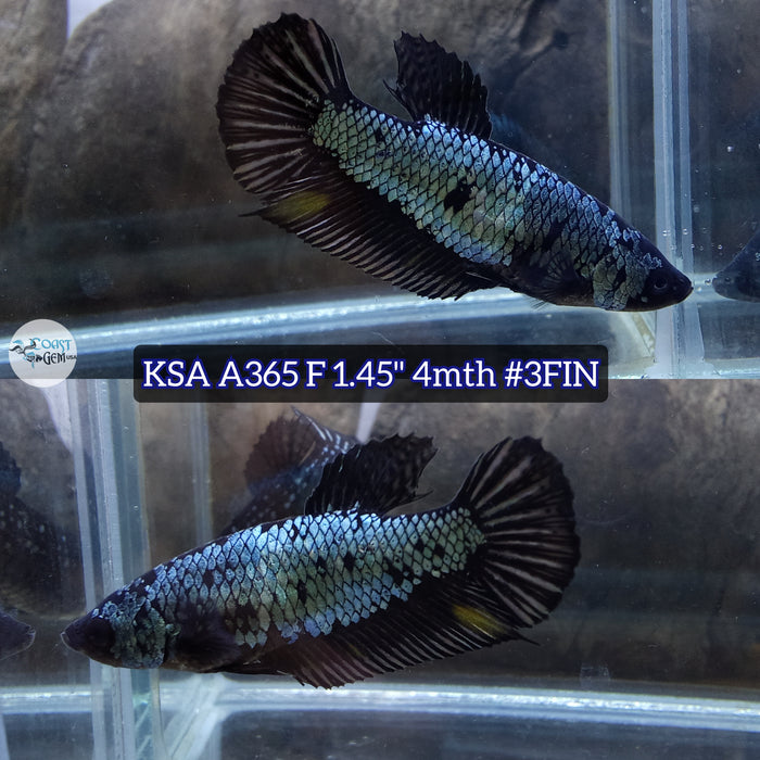 Live Female Betta Black Dragon Plakat (KSA-A365) High quality what you see what you get!!