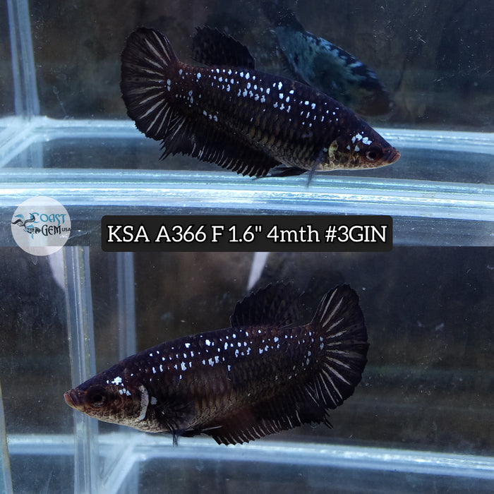 Live Female Betta Black Samurai Plakat (KSA-A366) High quality what you see what you get!!