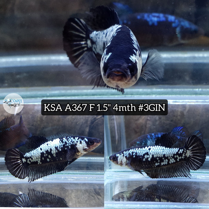 Live Female Betta Black Samurai Plakat (KSA-A367) High quality what you see what you get!!