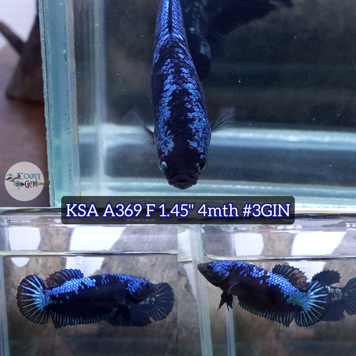 Live Female Betta Blue Black Mamba Plakat (KSA-A369) High quality what you see what you get!!