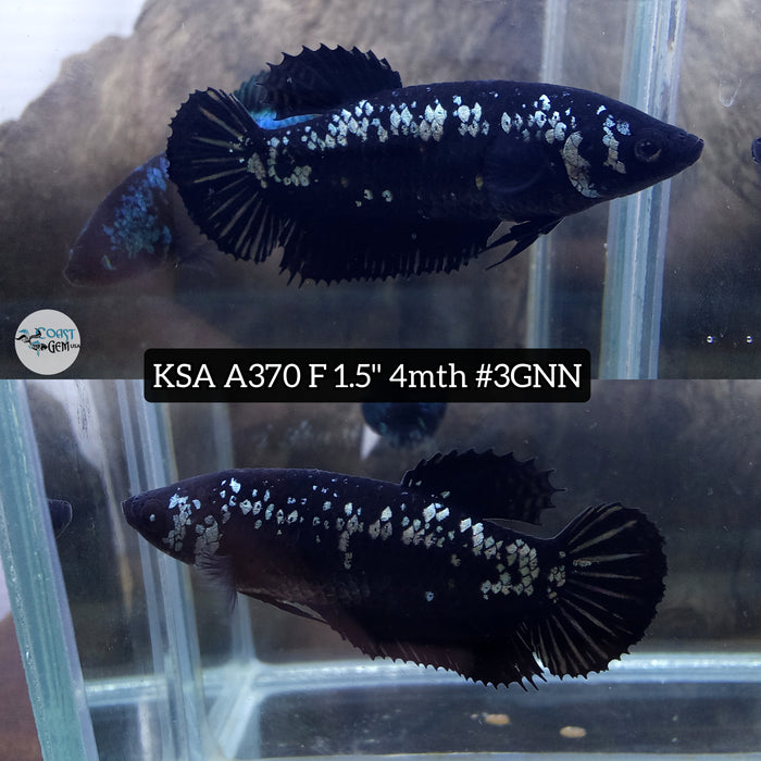 Live Female Betta Black Samurai Plakat (KSA-A370) High quality what you see what you get!!